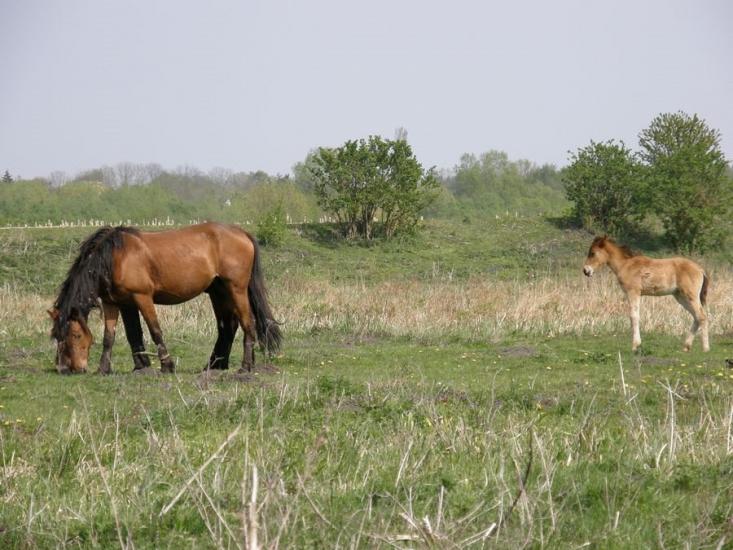 Митківці з panoramio.com - Mytkivtsi