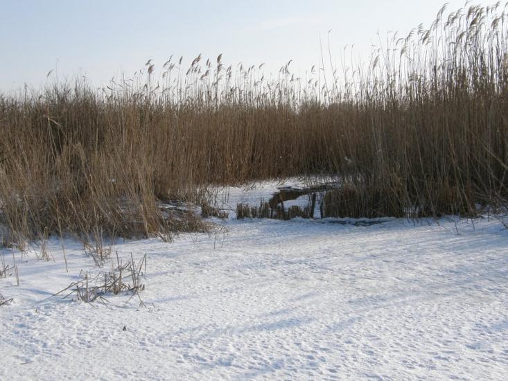 Оржиця з panoramio.com - Оржиця