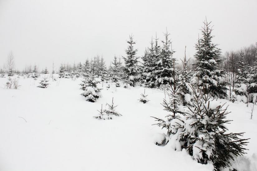 Берегомет з panoramio.com - Берегомет