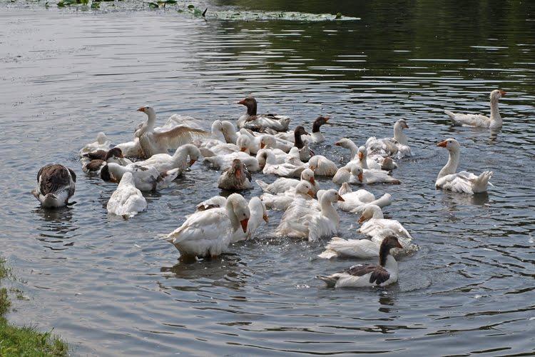 Балаклія з panoramio.com - Балаклія