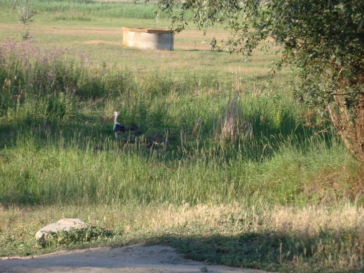 Новосільське з panoramio.com - Новосельское