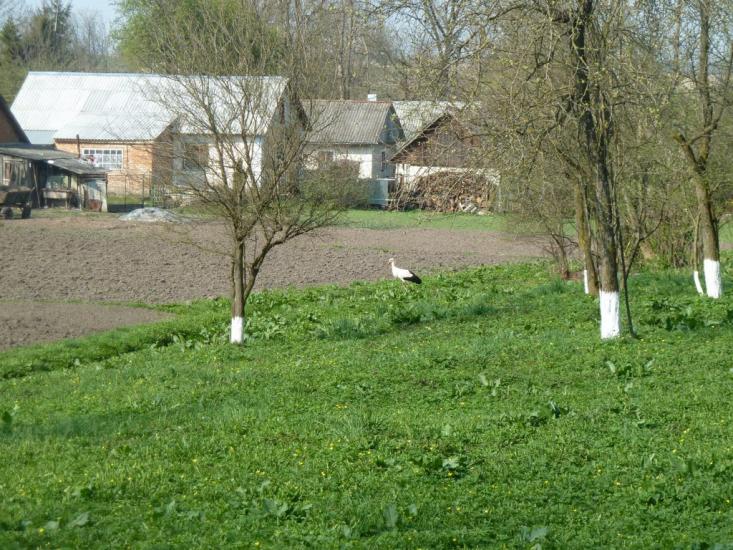 Бзовиця з panoramio.com - Бзовица