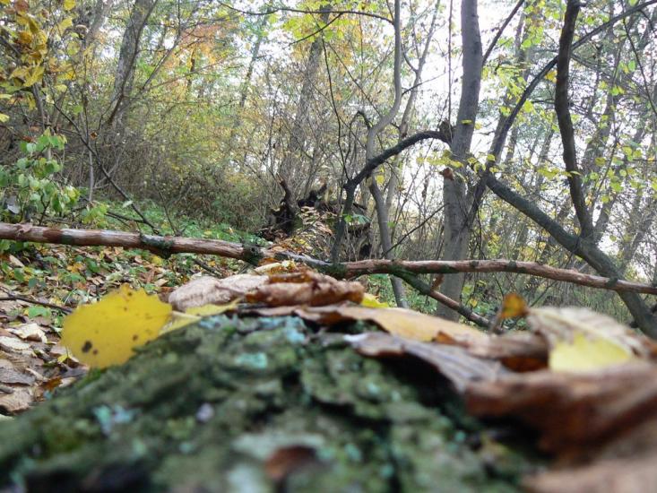 Оржиця з panoramio.com - Orzhytsya