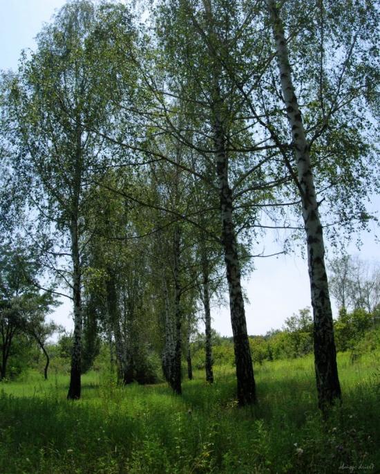Червоні Поди з panoramio.com - Червоные Поды