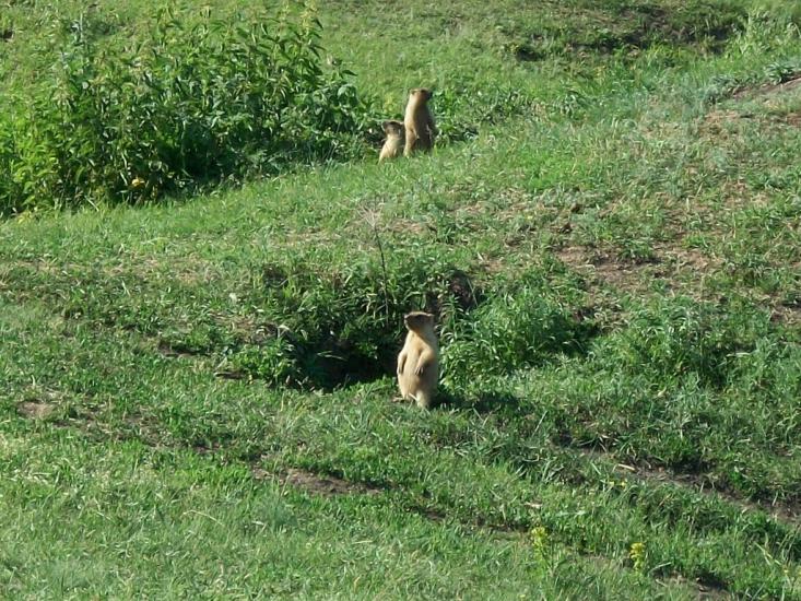 Рублене з panoramio.com - Рублене