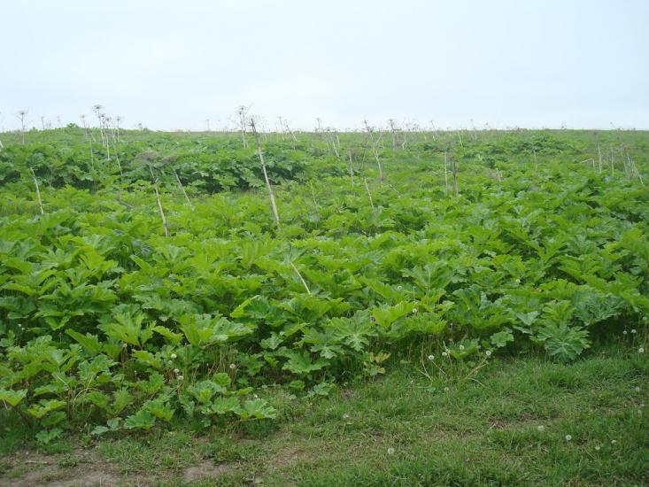 Шаровечка з panoramio.com - Sharovechka