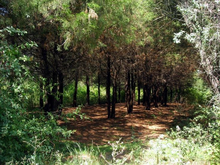 Червоні Поди з panoramio.com - Червоные Поды