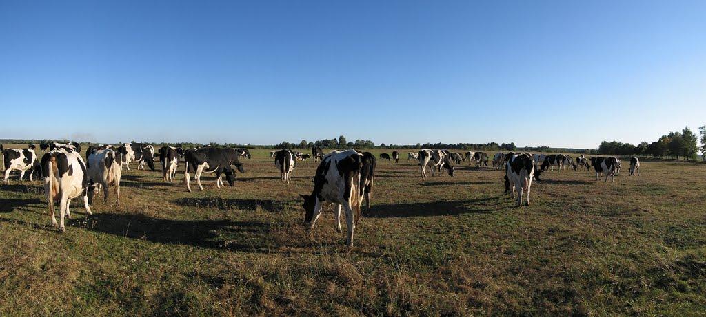 Клавдієво-Тарасове з panoramio.com - Klavdiyevo-Tarasove