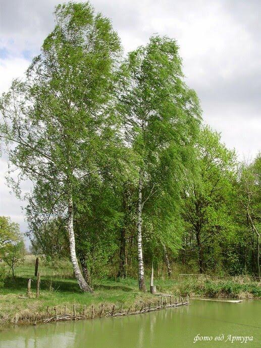 Ліски з panoramio.com - Лески