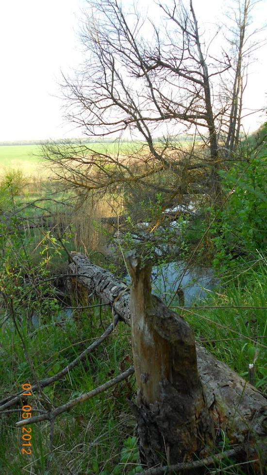 Селище з panoramio.com - Селище