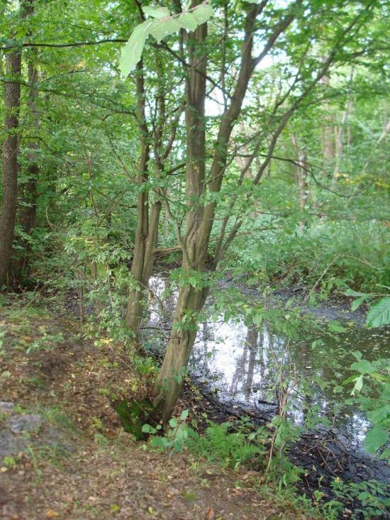 Хрипськ з panoramio.com - Хрипск
