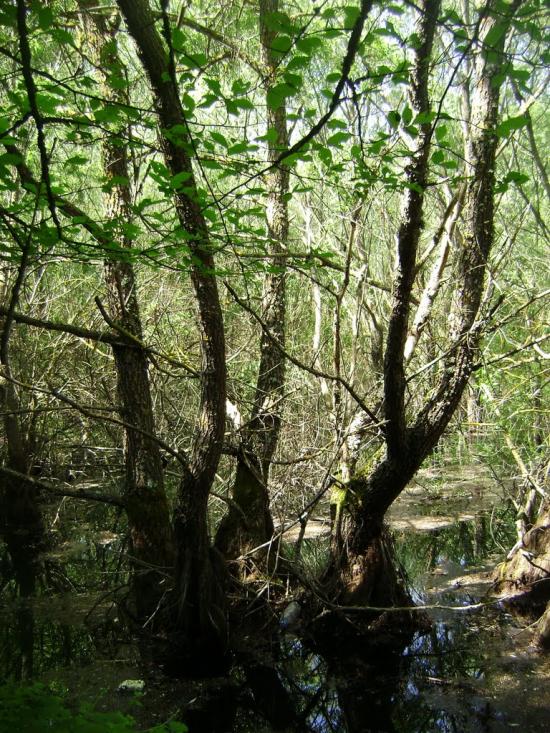 Красногірське з panoramio.com - Красногорское