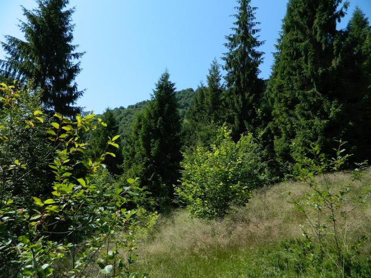 Рибник з panoramio.com - Рибник