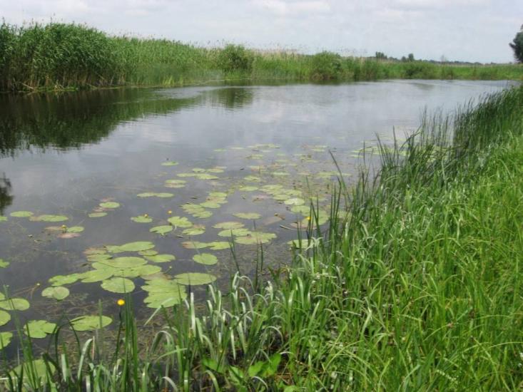 Старий Мохнач з panoramio.com - Старий Мохнач