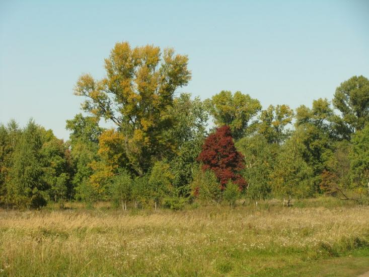 Осещина з panoramio.com - Осещина