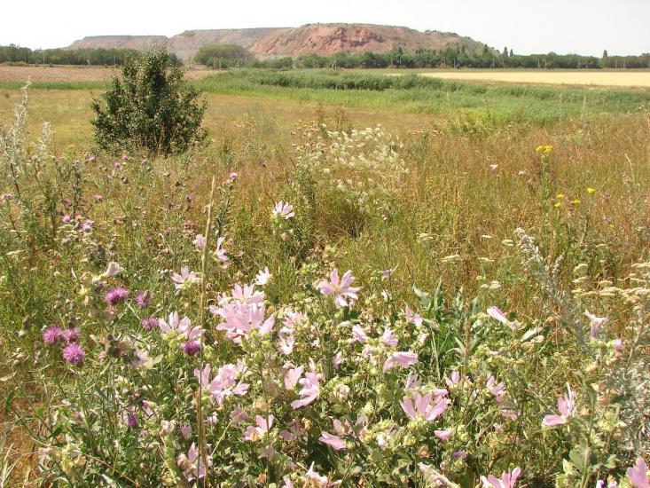 Білицьке з panoramio.com - Bilytske