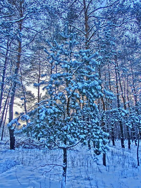Олександро-Степанівка з panoramio.com - Александро-Степановка