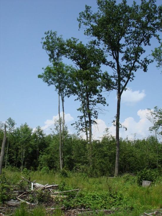 Хрипськ з panoramio.com - Хрипск