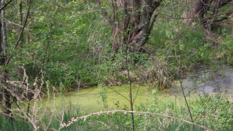 Машеве з panoramio.com - Машево