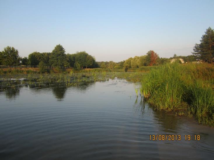 Чайки з panoramio.com - Чайки