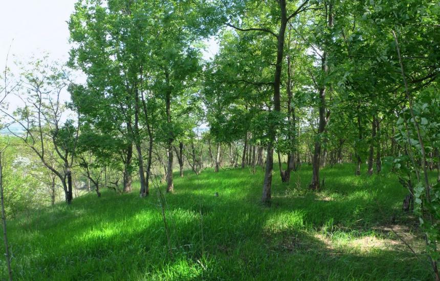 Дмитрівка з panoramio.com - Дмитрівка
