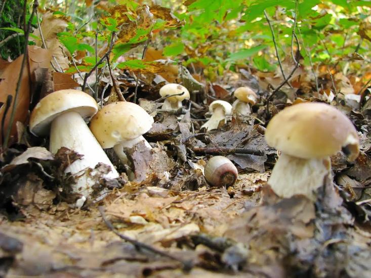 Вістова з panoramio.com - Вістова