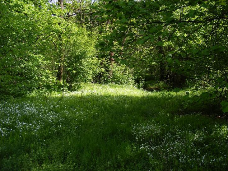 Хрипськ з panoramio.com - Khrypsk