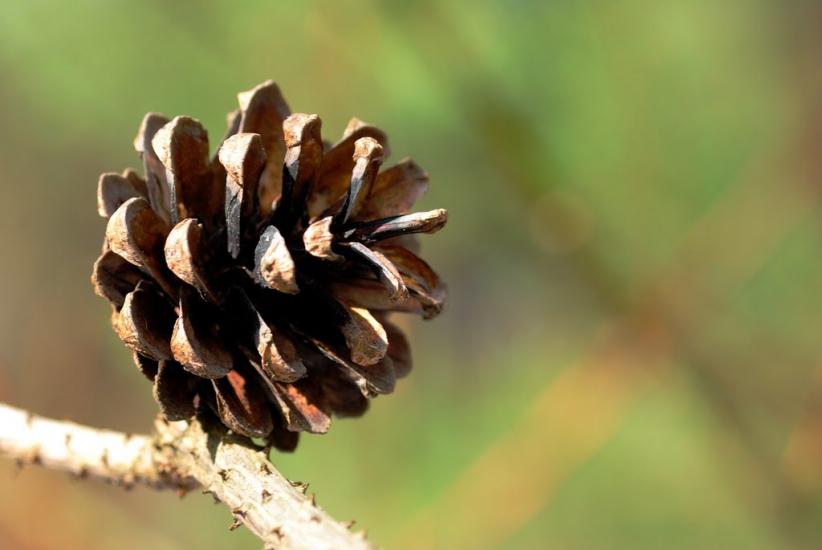 Старий Самбір з panoramio.com - Старий Самбір