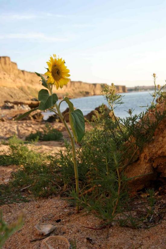 Челядінове з panoramio.com - Челядиново