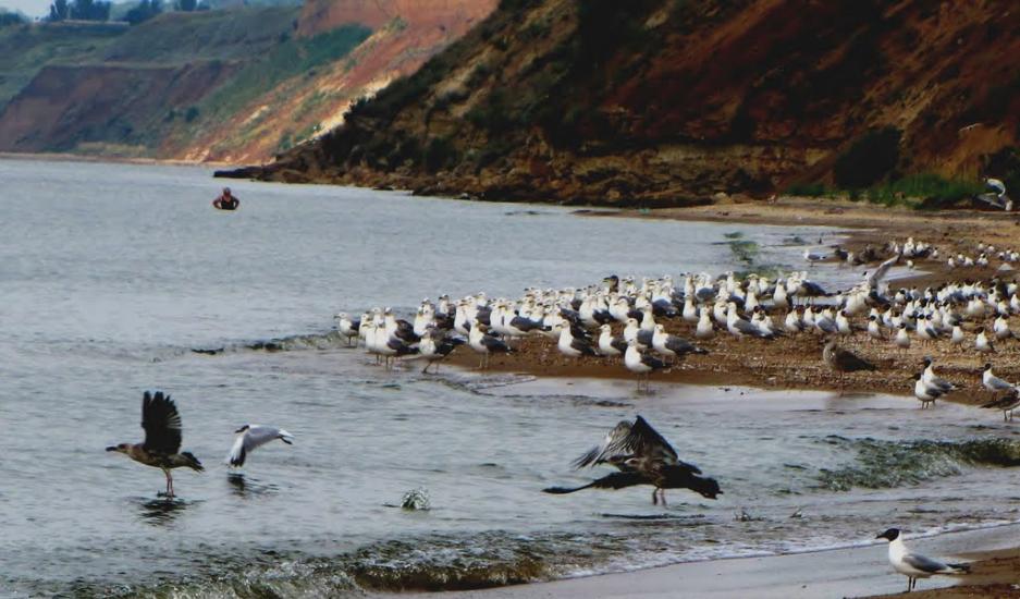 Саханка з panoramio.com - Саханка