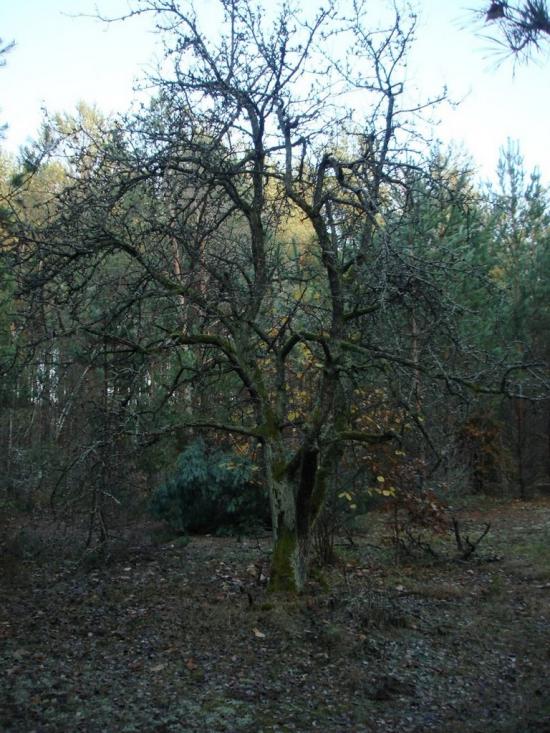 Хрипськ з panoramio.com - Хрипск