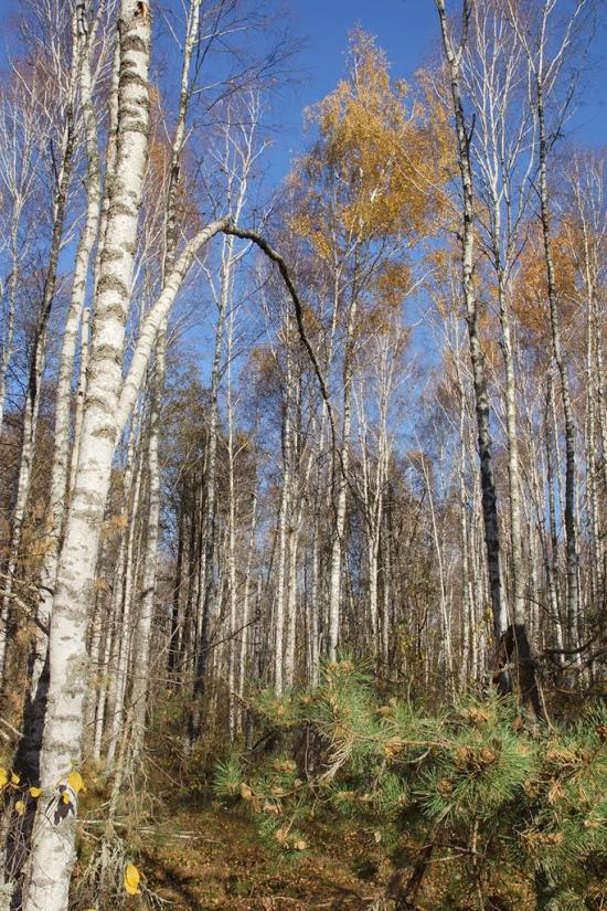 Отрохи з panoramio.com - Отрохи