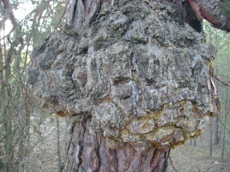 Лісове з panoramio.com - Лісове