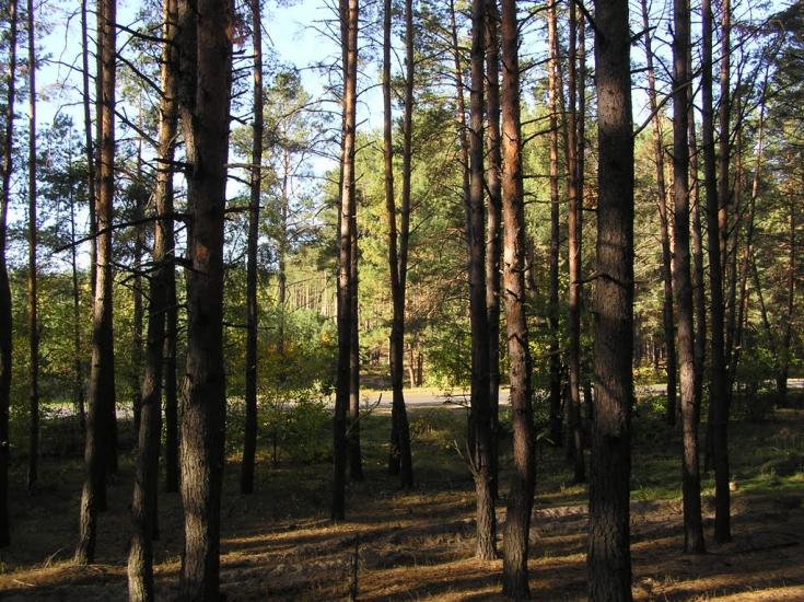 Проців з panoramio.com - Protsiv