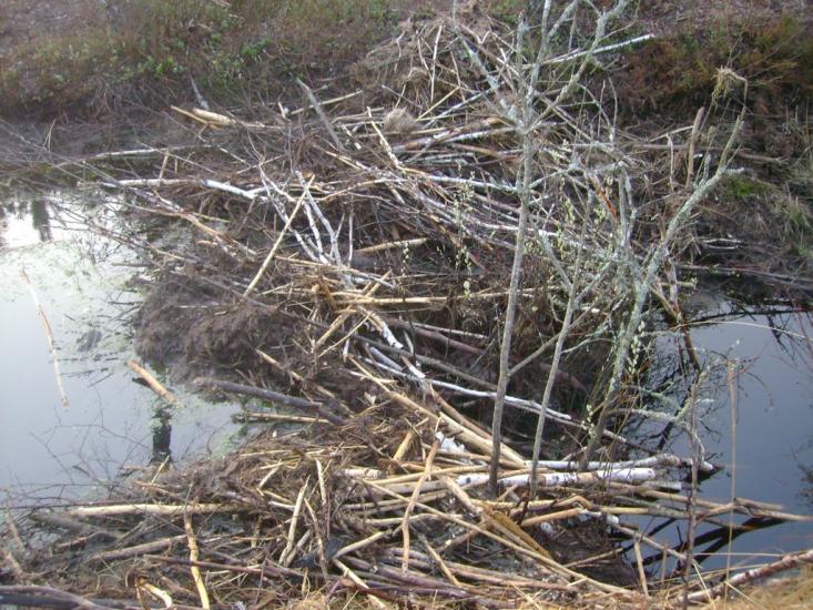 Лісове з panoramio.com - Лісове