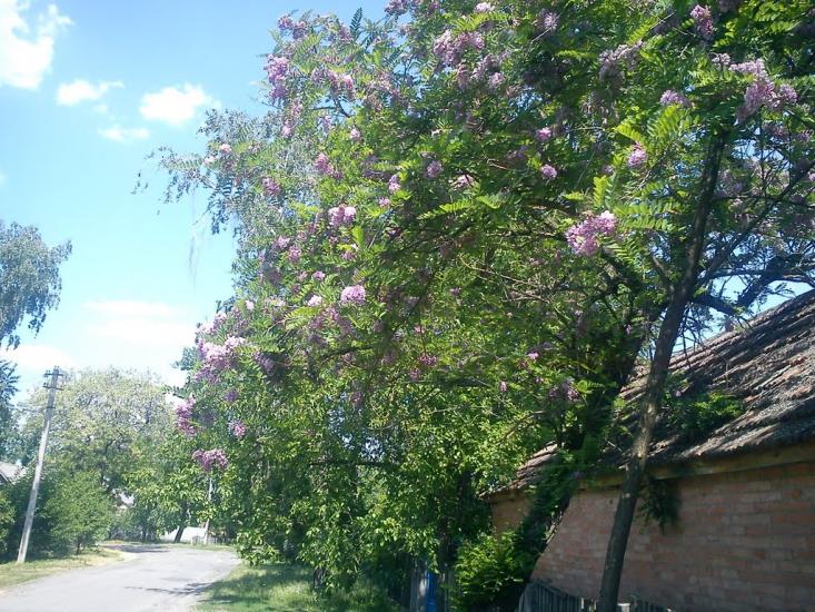 Березоточа з panoramio.com - Березоточа