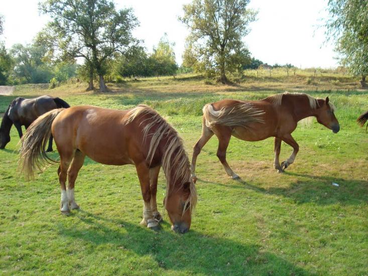 Макошине з panoramio.com - Макошино