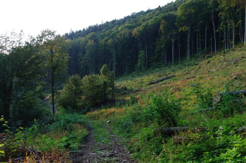 Вишка з panoramio.com - Vyshka