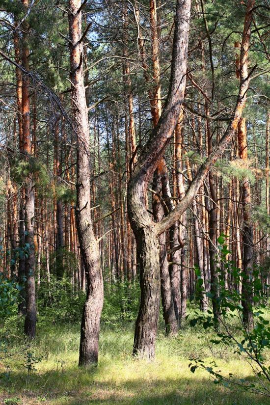 Ярова з panoramio.com - Яровая