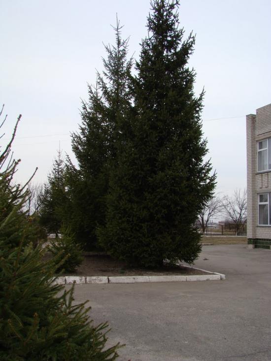 Несваткове з panoramio.com - Несватково