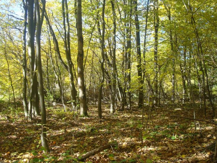 Красилів з panoramio.com - Красилов