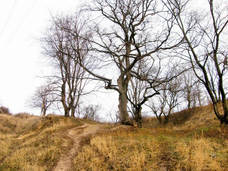 Новоселівка з panoramio.com - Новоселівка