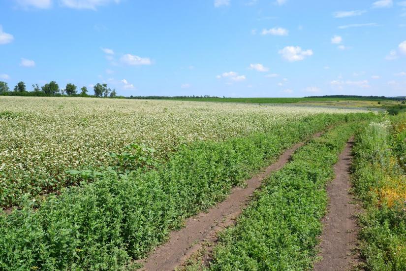 Перчунове з panoramio.com - Перчунове