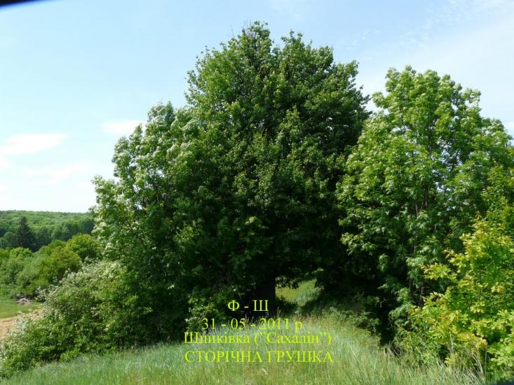 Шпиківка з panoramio.com - Шпиківка