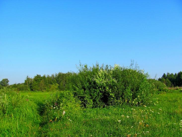 Кустин з panoramio.com - Кустин