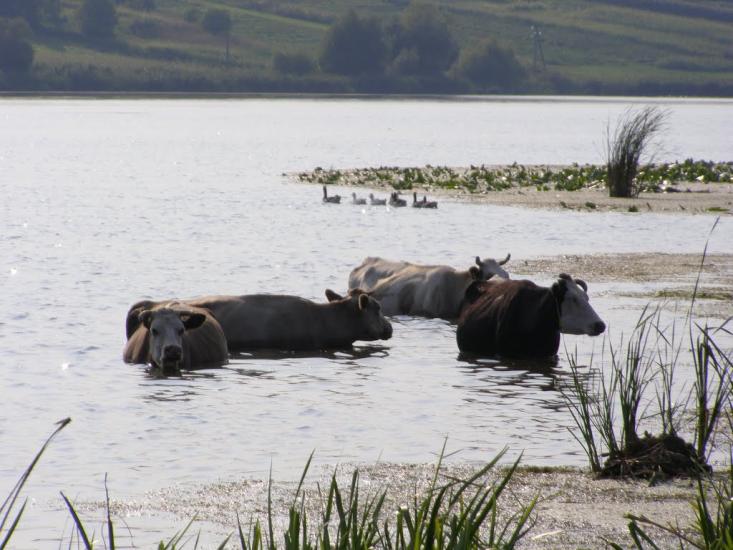 Головчинці з panoramio.com - Головчинцы