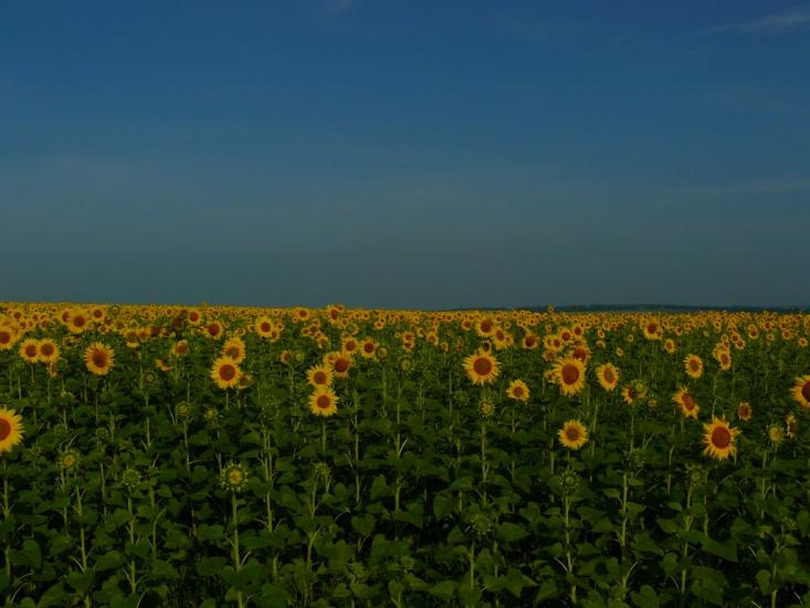 Павлиш з panoramio.com - Павлиш