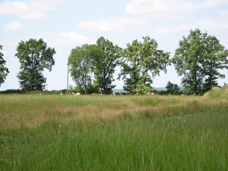 Вільшани з panoramio.com - Ольшаны
