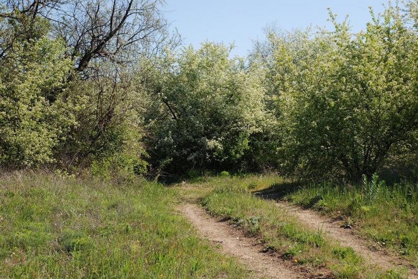 Василівка з panoramio.com - Vasylivka