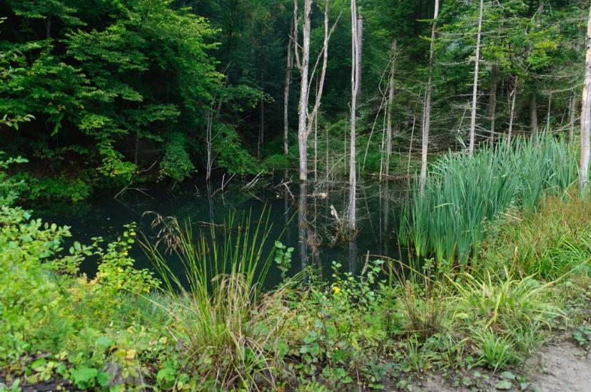 Костринська Розтока з panoramio.com - Костринська Розтока